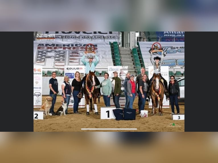 IM A ROUGH BOY American Quarter Horse Stallion in Reichweiler