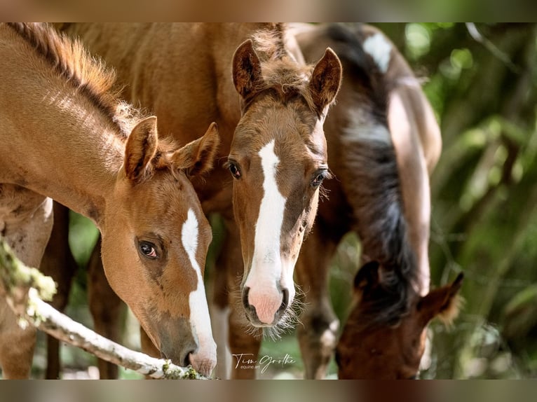 IM A ROUGH BOY American Quarter Horse Stallion in Reichweiler