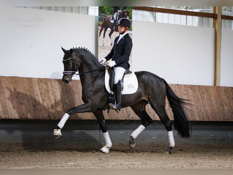 Impact Trakehner Étalon Bai brun in Herbstein