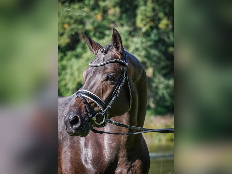 Impact Trakehner Étalon Bai brun in Herbstein