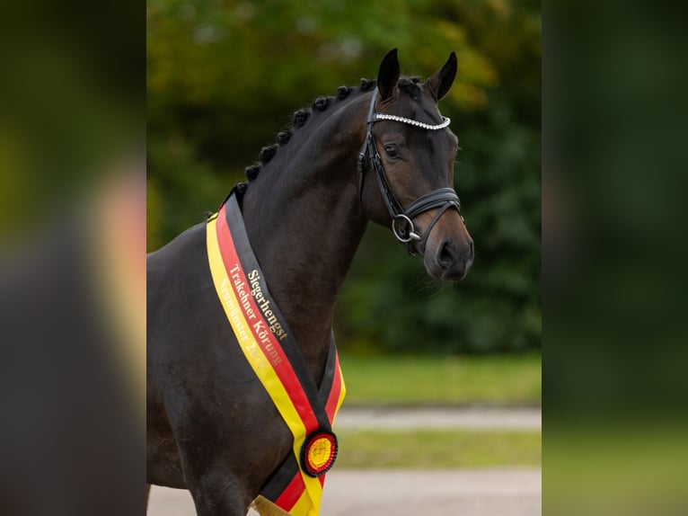 Impact Trakehner Étalon Bai brun in Herbstein