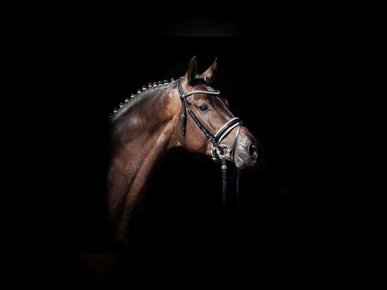 Impact Trakehner Stallion Bay-Dark in Herbstein