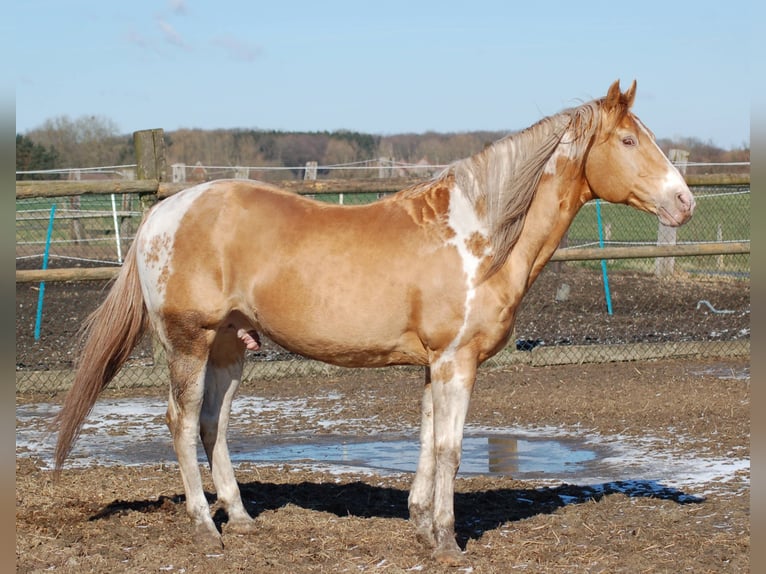 INDIAN BIGSTEP Paint-häst Hingst Champagne in Ascheberg