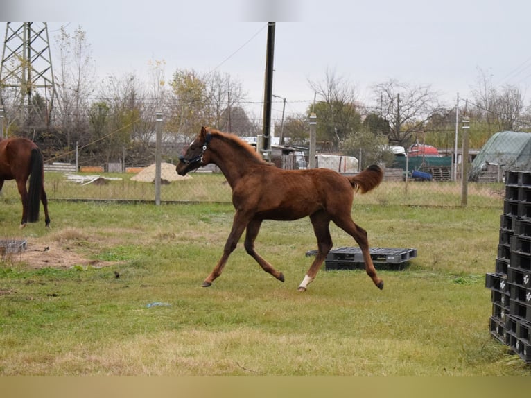 Indianbred Stallion 1 year 14,3 hh Chestnut in Bajna