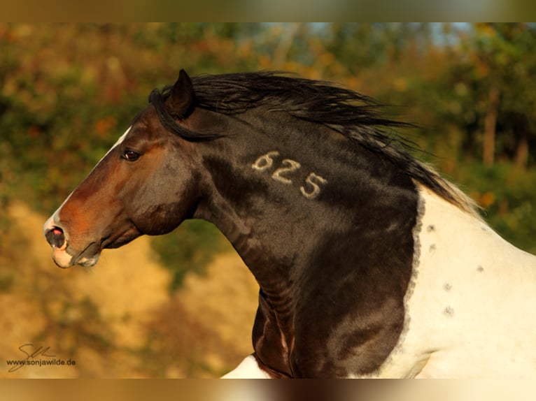 INFERNO 625 Mustang (amerikaans) Hengst Gevlekt-paard in Maxsain