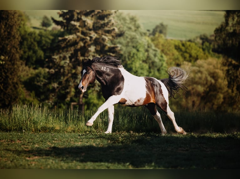 INFERNO 625 Mustang (amerikaans) Hengst Gevlekt-paard in Maxsain
