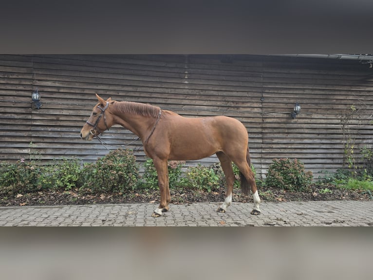 Inne konie gorącokrwiste Klacz 10 lat 161 cm Kasztanowata in Minden