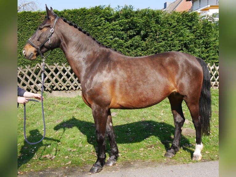 Inne konie gorącokrwiste Klacz 10 lat 163 cm Gniada in Dorsten