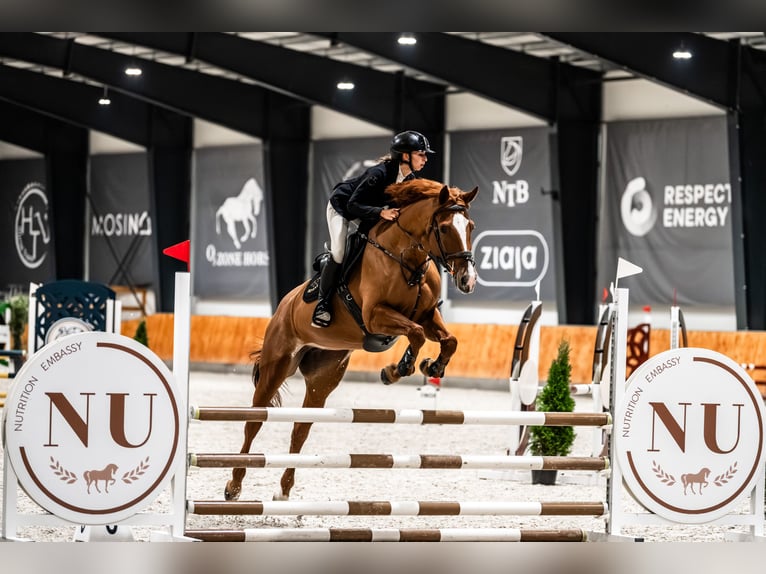 Inne konie gorącokrwiste Klacz 10 lat 167 cm Kasztanowata in &#x141;azy