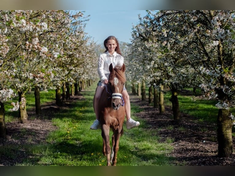 Inne konie gorącokrwiste Mix Klacz 11 lat 144 cm Kasztanowata in Baarlo