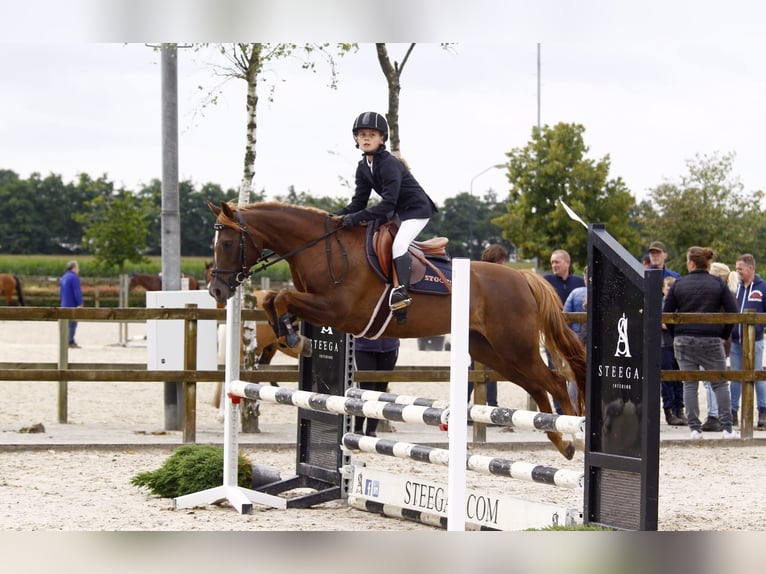 Inne konie gorącokrwiste Mix Klacz 11 lat 144 cm Kasztanowata in Baarlo