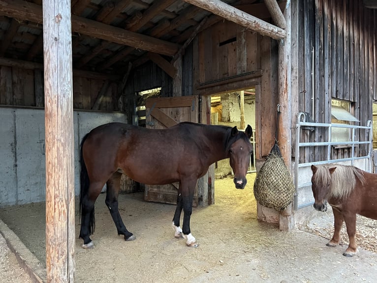 Inne konie gorącokrwiste Klacz 11 lat 150 cm Gniada in Gaildorf