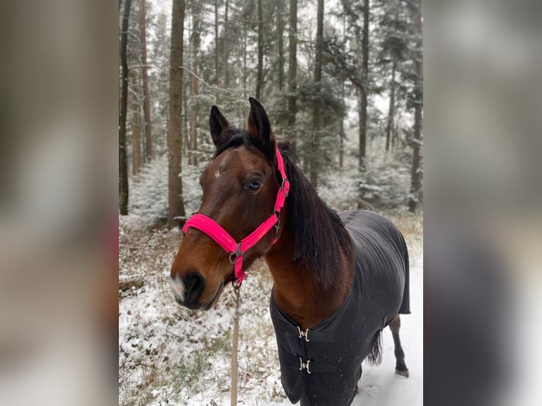 Inne konie gorącokrwiste Klacz 11 lat 150 cm Gniada in Gaildorf