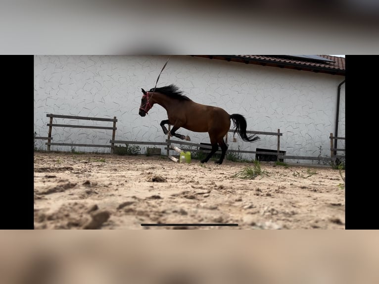 Inne konie gorącokrwiste Klacz 11 lat 150 cm Gniada in Gaildorf