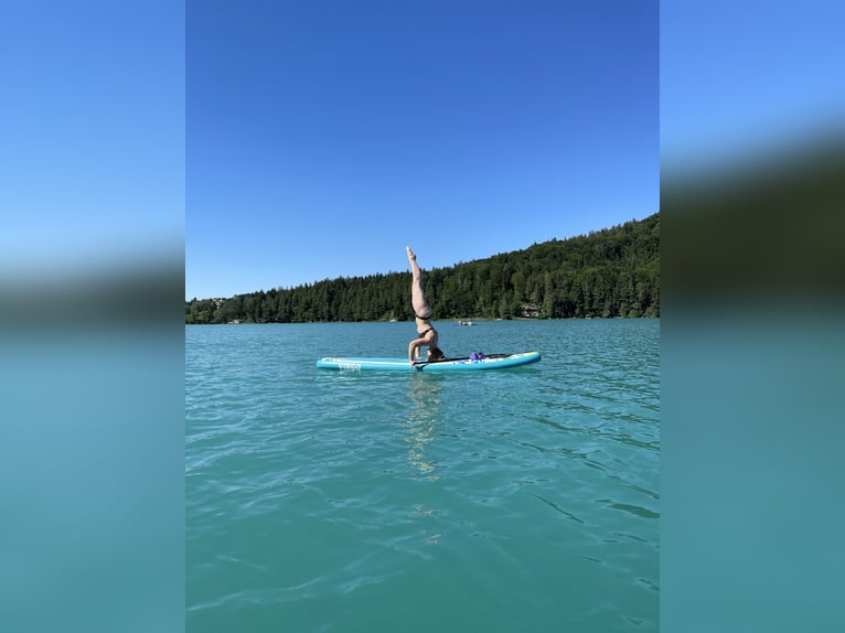 Inne konie gorącokrwiste Klacz 11 lat 155 cm Siwa in Eugendorf