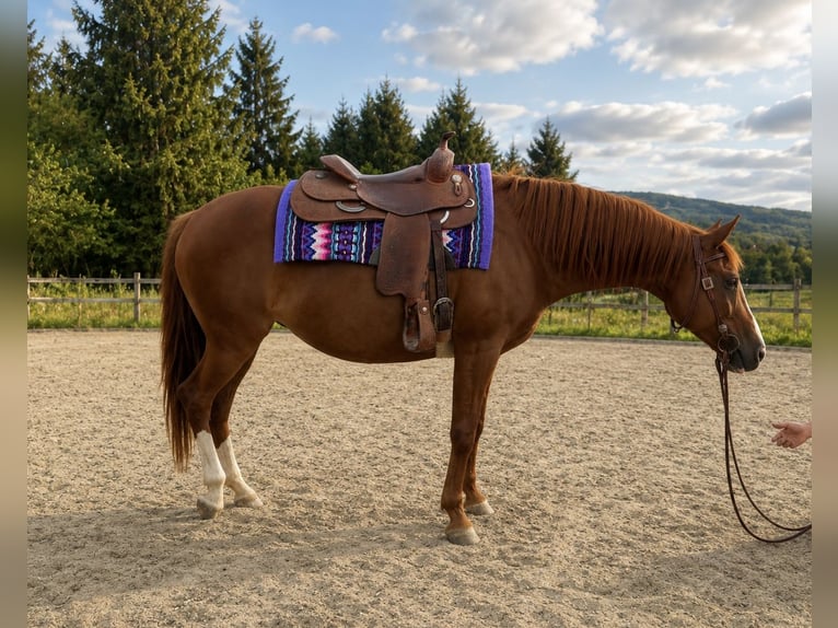 Inne konie gorącokrwiste Mix Klacz 11 lat 160 cm Kasztanowata in Poneggen