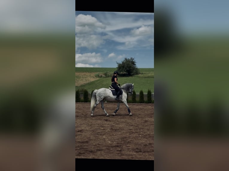 Inne konie gorącokrwiste Klacz 11 lat 160 cm Siwa jabłkowita in Mengkofen