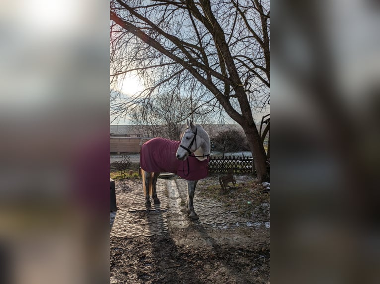 Inne konie gorącokrwiste Klacz 11 lat 160 cm Siwa jabłkowita in Mengkofen