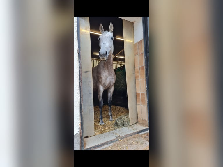 Inne konie gorącokrwiste Klacz 11 lat 160 cm Siwa in Balingen