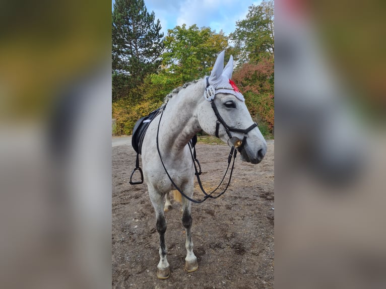 Inne konie gorącokrwiste Klacz 11 lat 160 cm Siwa in Balingen