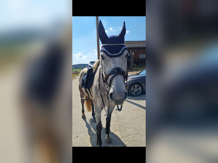 Inne konie gorącokrwiste Klacz 11 lat 160 cm Siwa in Balingen