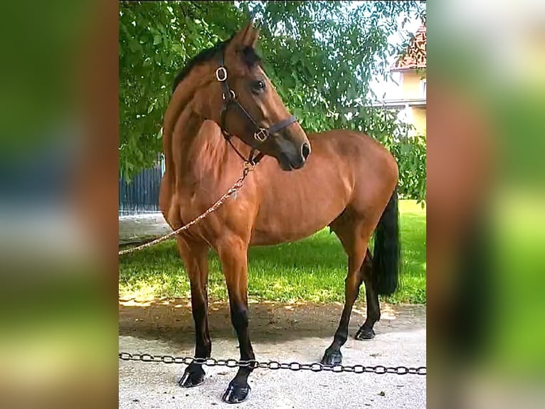 Inne konie gorącokrwiste Klacz 11 lat 163 cm Gniada in Bischofsheim
