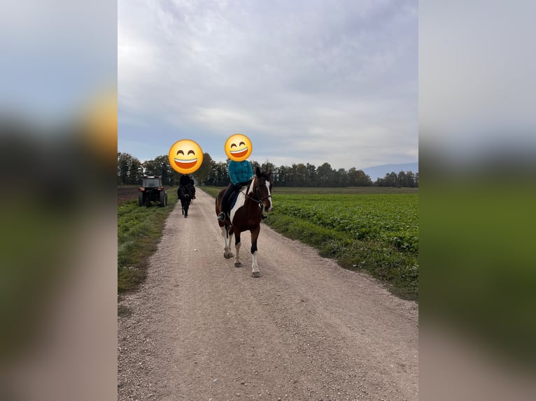 Inne konie gorącokrwiste Mix Klacz 11 lat 163 cm Srokata in Ins