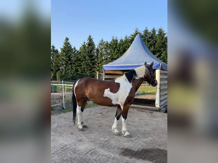 Inne konie gorącokrwiste Mix Klacz 11 lat 163 cm Srokata in Ins