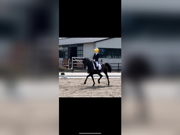 Inne konie gorącokrwiste Klacz 11 lat 165 cm Ciemnogniada in Hagen