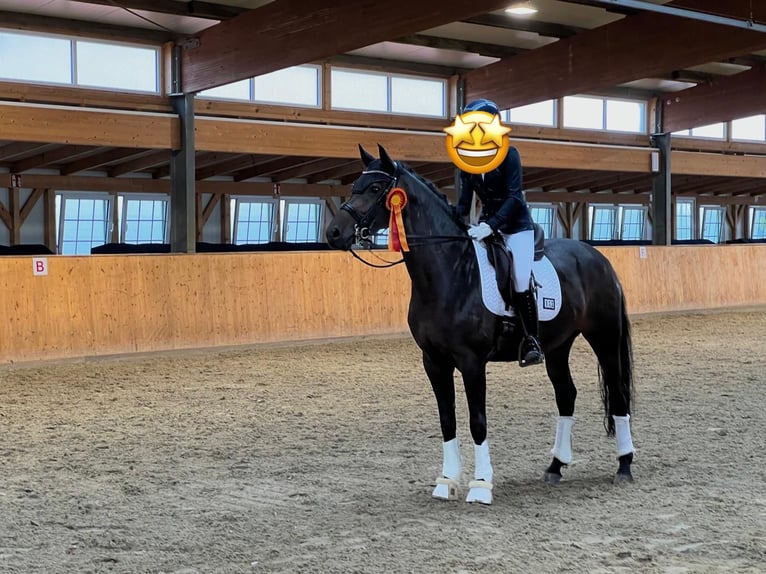 Inne konie gorącokrwiste Klacz 11 lat 165 cm Ciemnogniada in Hagen