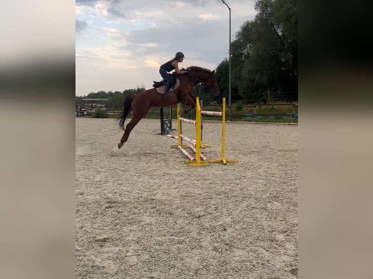 Inne konie gorącokrwiste Klacz 11 lat 167 cm Kasztanowata in Łazy