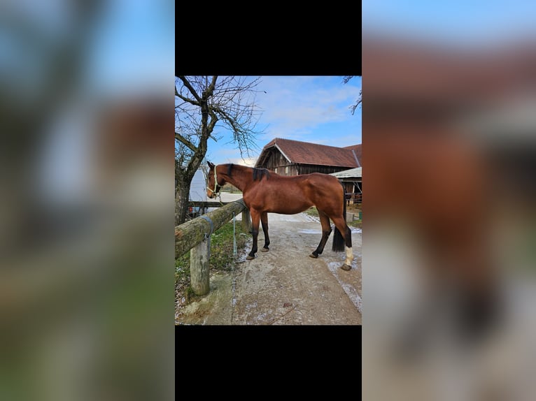 Inne konie gorącokrwiste Klacz 11 lat 168 cm Gniada in Sipbachzell