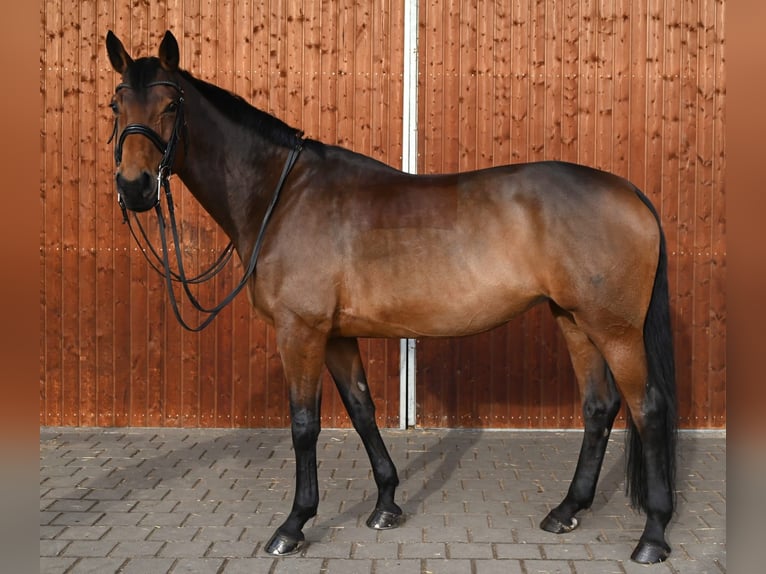 Inne konie gorącokrwiste Klacz 11 lat 172 cm Gniada in Karlsfeld