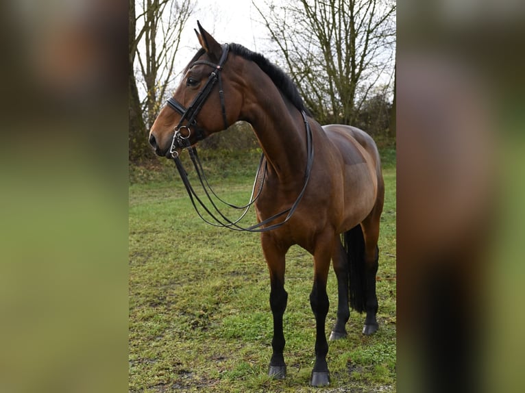 Inne konie gorącokrwiste Klacz 11 lat 172 cm Gniada in Karlsfeld