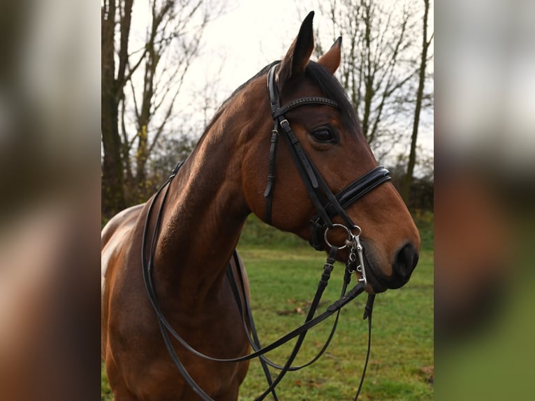 Inne konie gorącokrwiste Klacz 11 lat 172 cm Gniada in Karlsfeld