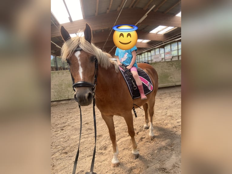 Inne konie gorącokrwiste Mix Klacz 12 lat 148 cm Kasztanowata in Wuppertal