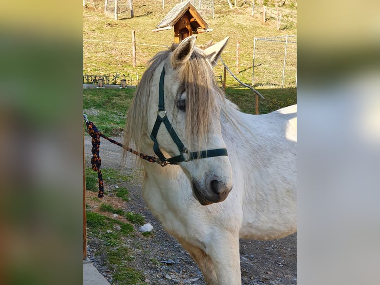 Inne konie gorącokrwiste Klacz 12 lat 148 cm Siwa in Glödnitz