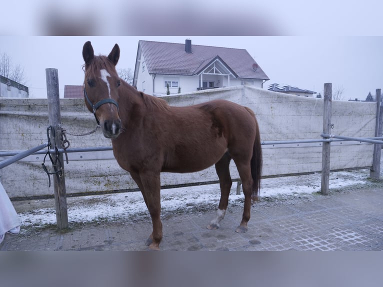 Inne konie gorącokrwiste Klacz 12 lat 150 cm Kasztanowata in Genderkingen