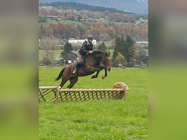 Inne konie gorącokrwiste Klacz 12 lat 157 cm Gniada in Kirchbichl