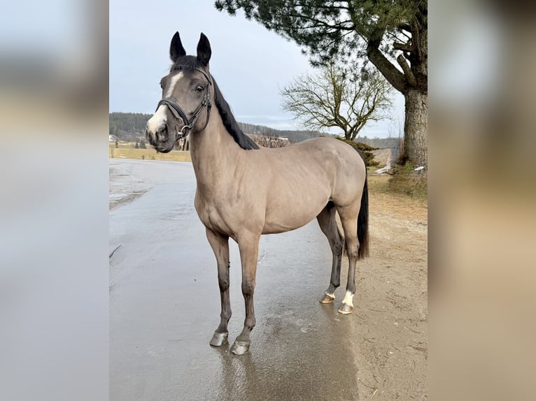 Inne konie gorącokrwiste Klacz 12 lat 158 cm Kara in Pelmberg