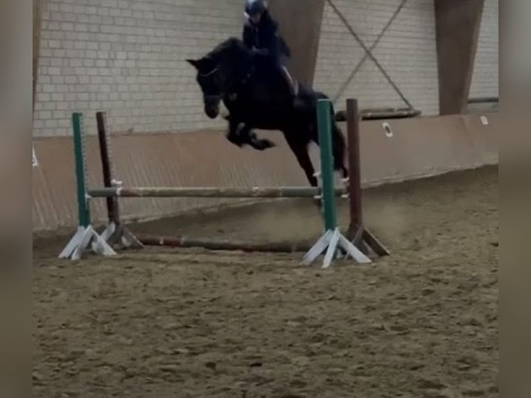 Inne konie gorącokrwiste Klacz 12 lat 160 cm Ciemnogniada in Vlotho