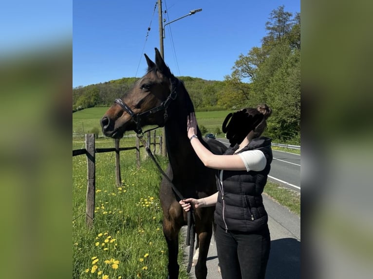 Inne konie gorącokrwiste Klacz 12 lat 160 cm Ciemnogniada in Vlotho