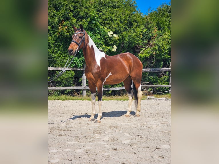 Inne konie gorącokrwiste Klacz 12 lat 160 cm in Ptuj