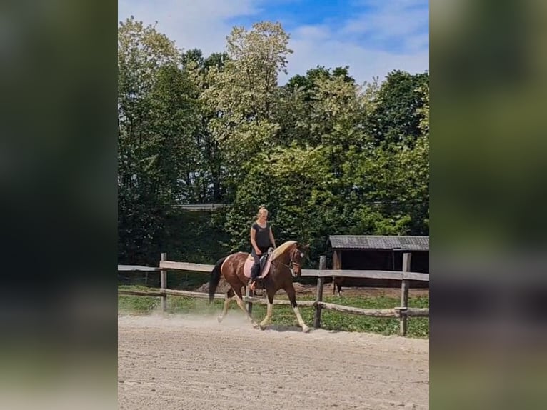 Inne konie gorącokrwiste Klacz 12 lat 160 cm in Ptuj