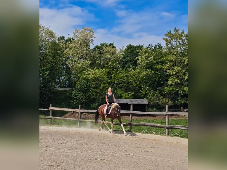 Inne konie gorącokrwiste Klacz 12 lat 160 cm in Ptuj