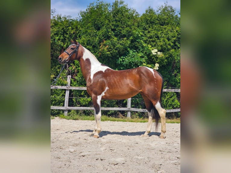 Inne konie gorącokrwiste Klacz 12 lat 160 cm in Ptuj