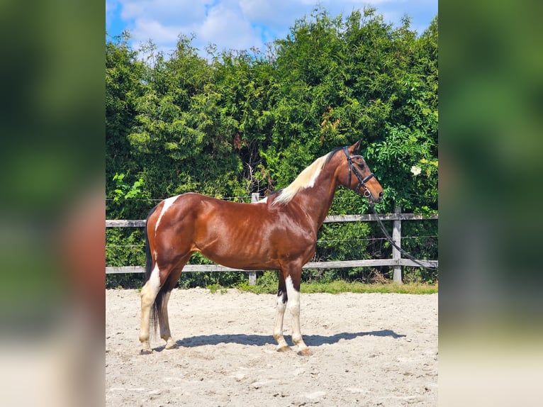 Inne konie gorącokrwiste Klacz 12 lat 160 cm in Ptuj