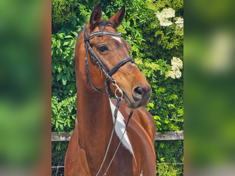 Inne konie gorącokrwiste Klacz 12 lat 160 cm in Ptuj