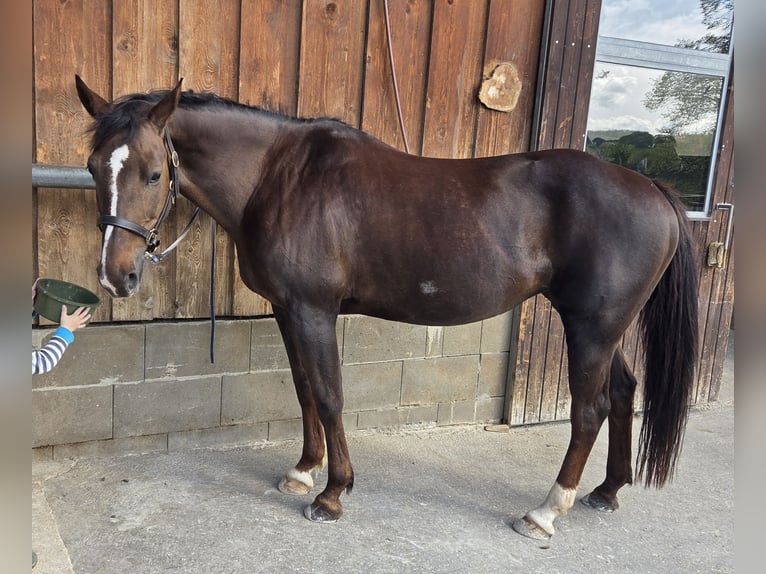 Inne konie gorącokrwiste Mix Klacz 13 lat 156 cm Ciemnokasztanowata in Schmölln