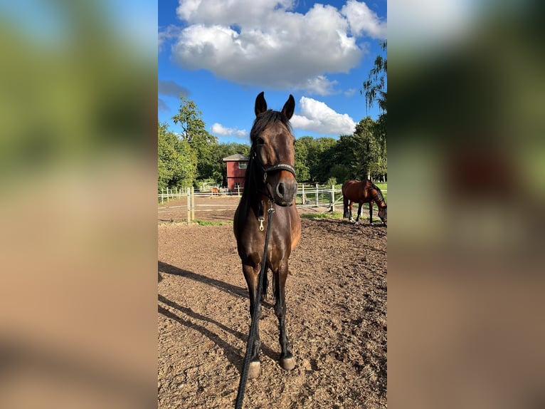 Inne konie gorącokrwiste Klacz 13 lat 160 cm Ciemnogniada in Neumünster